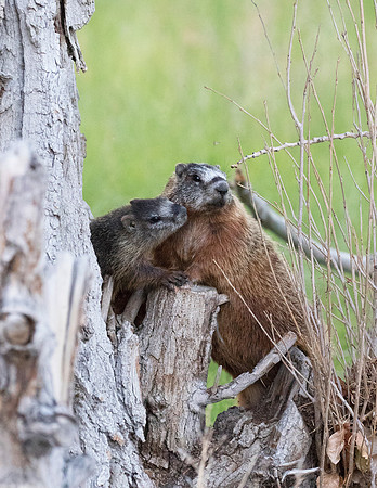 Montana Wildlife Photography
