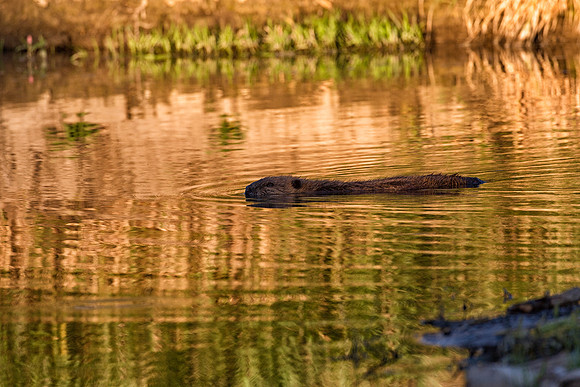 Montana Wildlife Photography