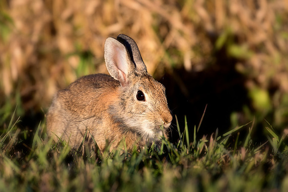 Montana Wildlife Photography