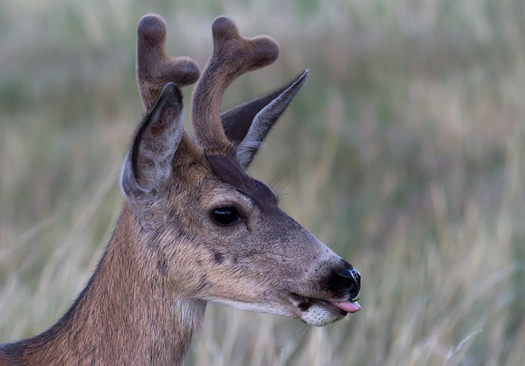 Montana Wildlife Photography