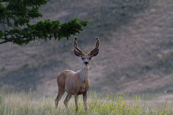 Montana Wildlife Photography