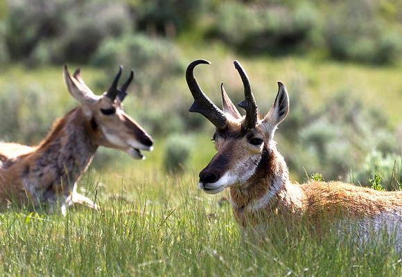 Montana Wildlife Photography