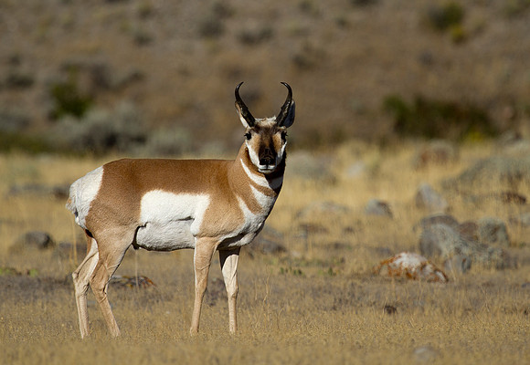 Montana Wildlife Photography
