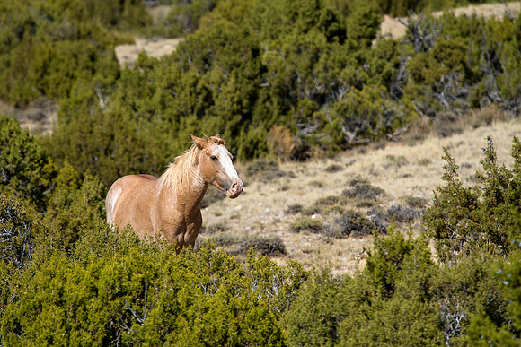 Montana Wildlife Photography