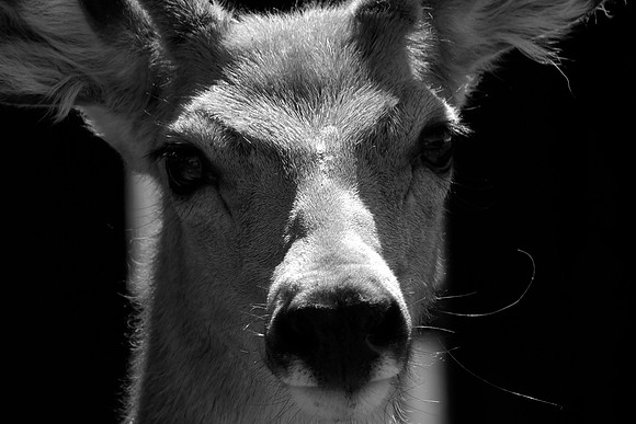 Montana Wildlife Photography