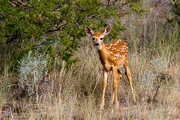 Montana Wildlife Photography