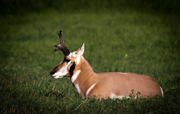 Montana Wildlife Photography