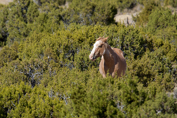 Montana Wildlife Photography