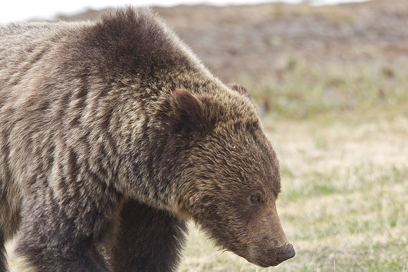 Montana Wildlife Photography