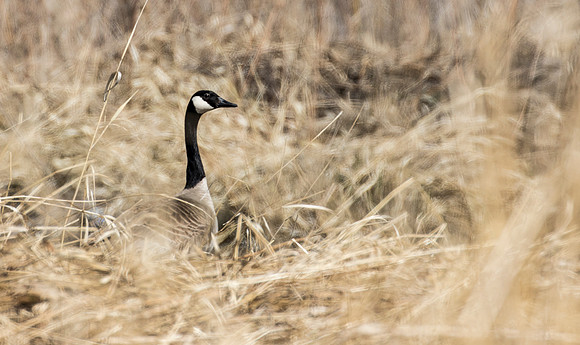 Nesting
