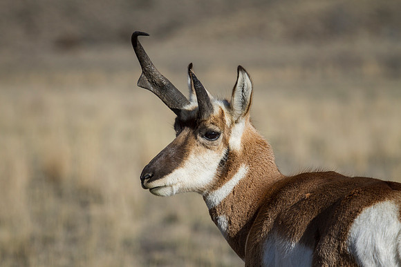 Montana Wildlife Photography