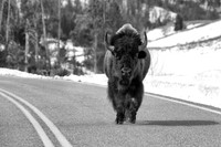 Fluffy Cow
