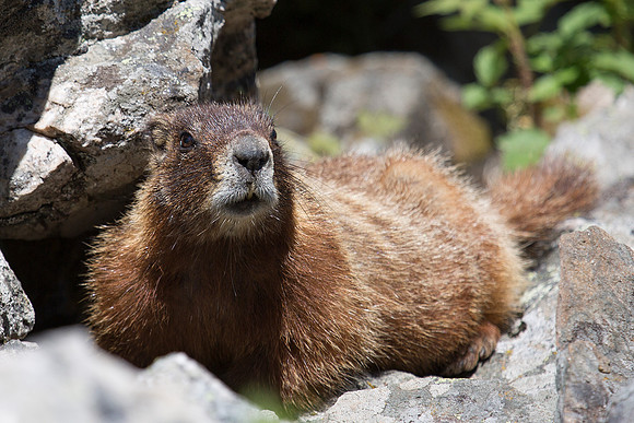 Montana Wildlife Photography