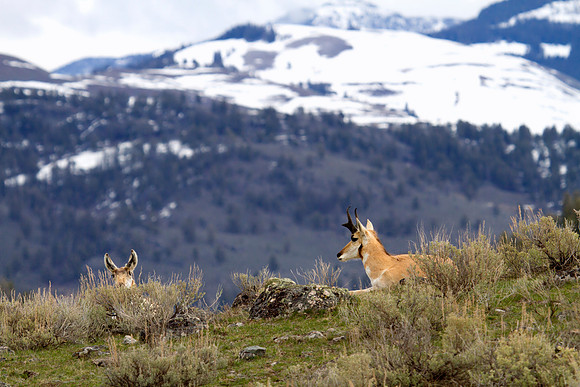 Montana Wildlife Photography